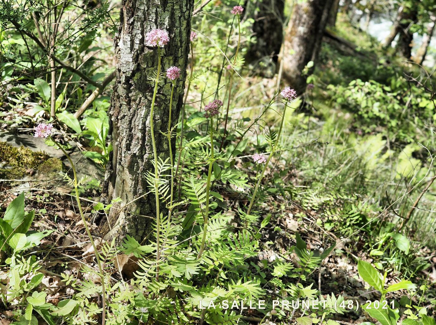 Valerian, Common plant